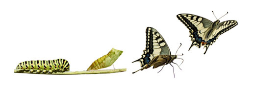 reinvent-yourself-cropped